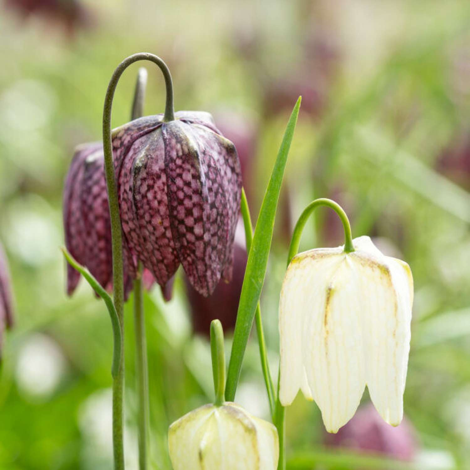 Schachbrettblume violett/weiß - Meleagris